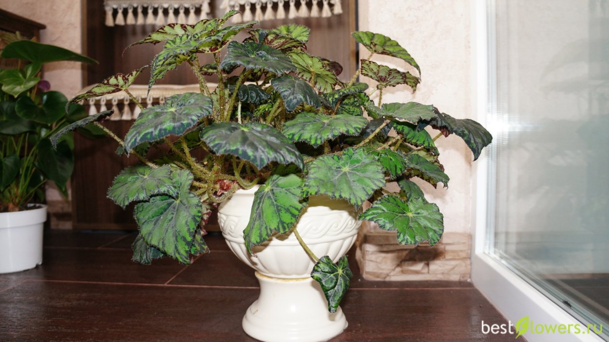 Бегония Nancy Cohen