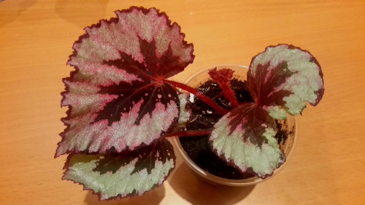 Бегония для дошкольников