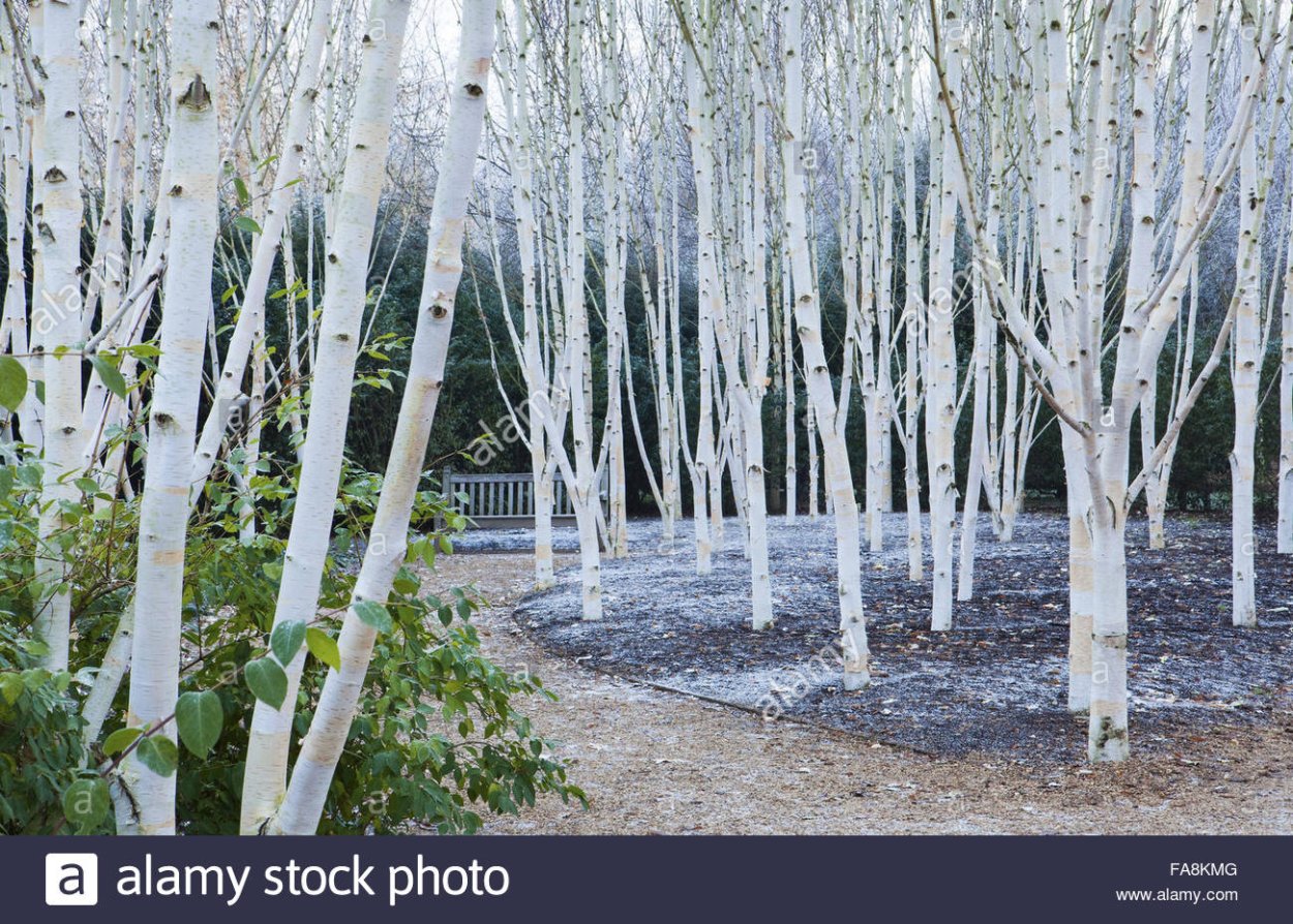 Береза Жакмана Doorenbos