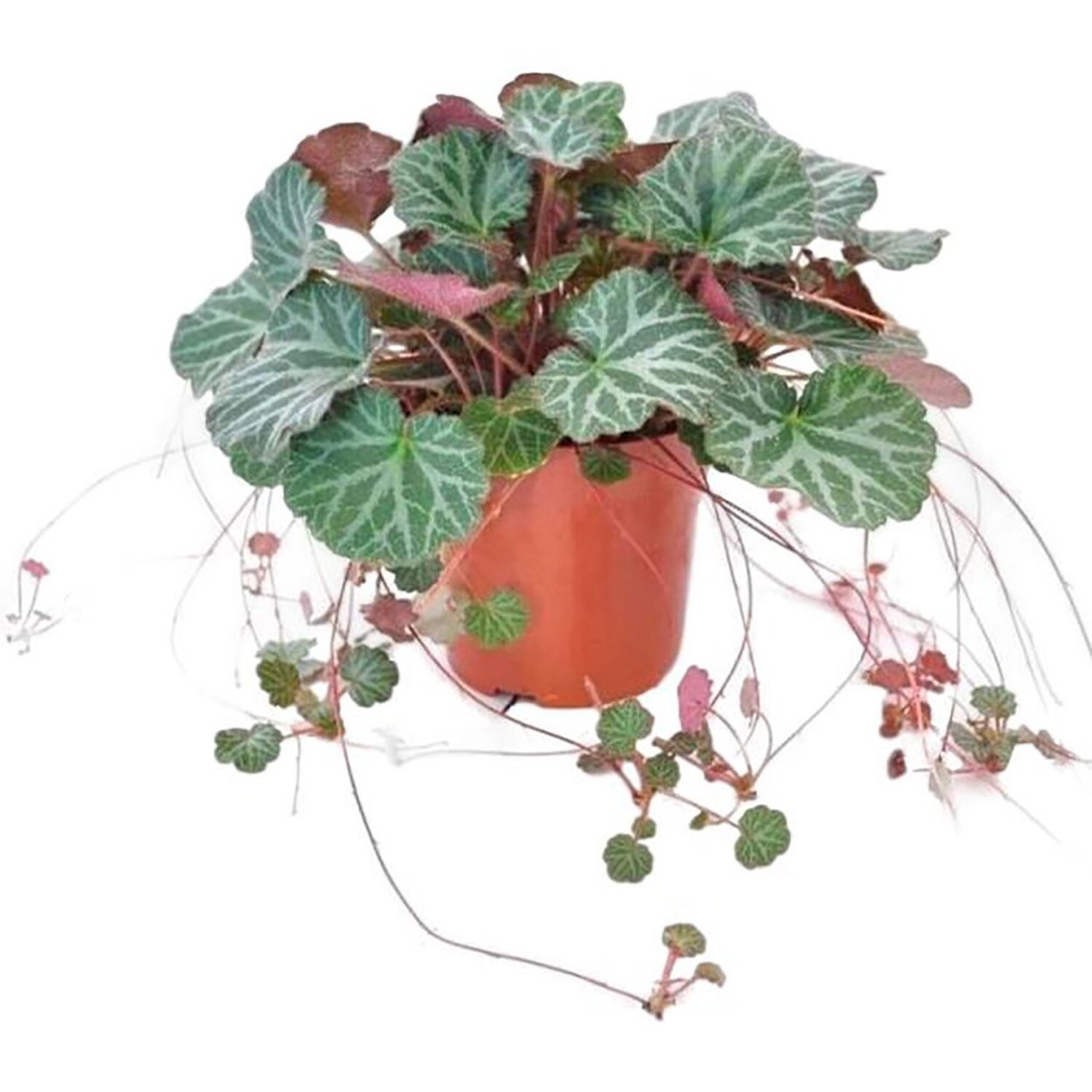 Бегония вечноцветущая ампельная