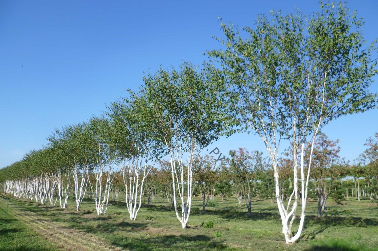 Береза Жакмана