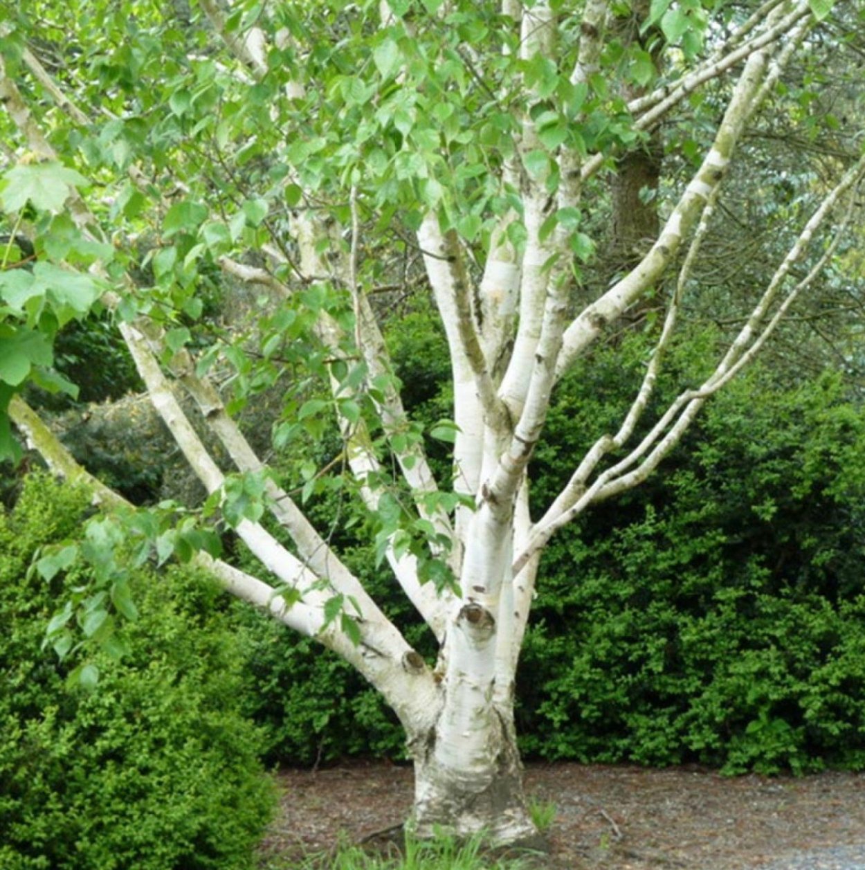 Береза Жакмона (Betula jacquemontii)