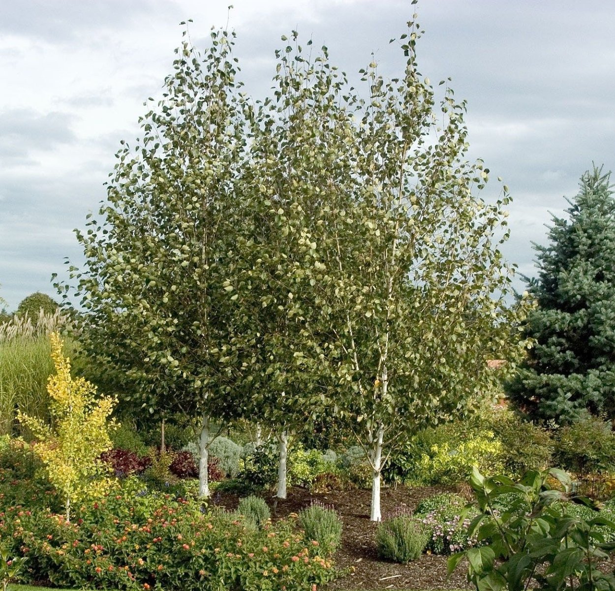 Береза Жакмана jacquemontii