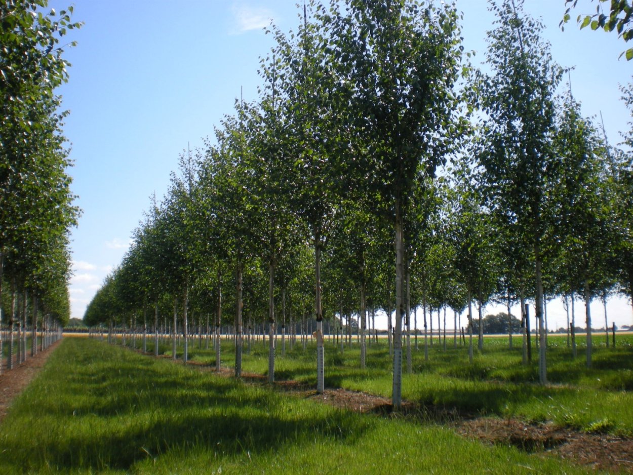 Betula utilis jacquemontii