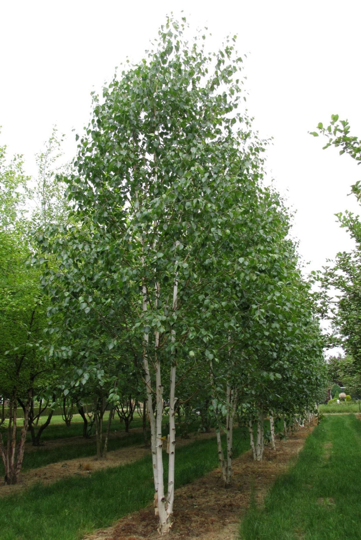 Береза Жакмона (Betula jacquemontii)