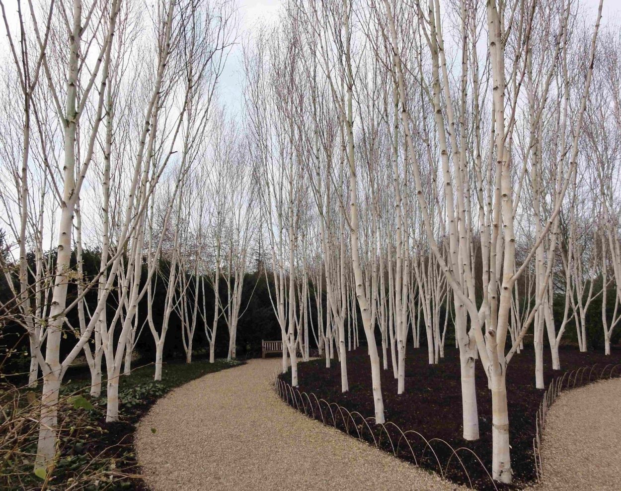 Береза Жакмона