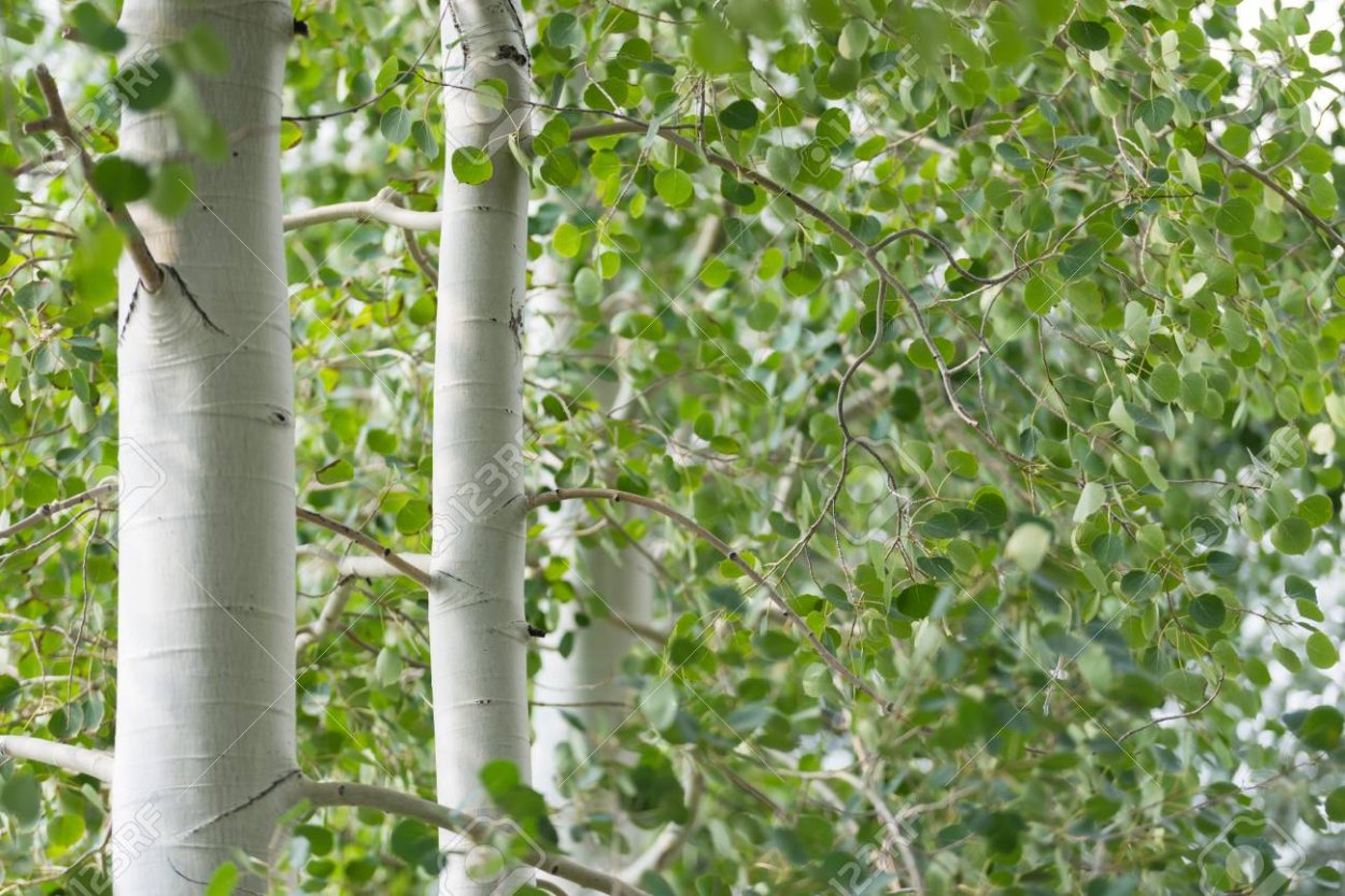 Вид береза столбчатая