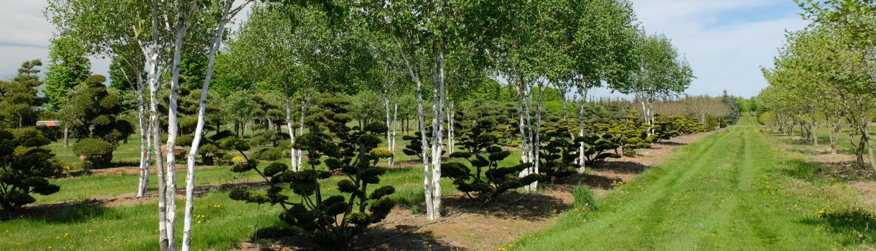 Береза гималайская многоствольная