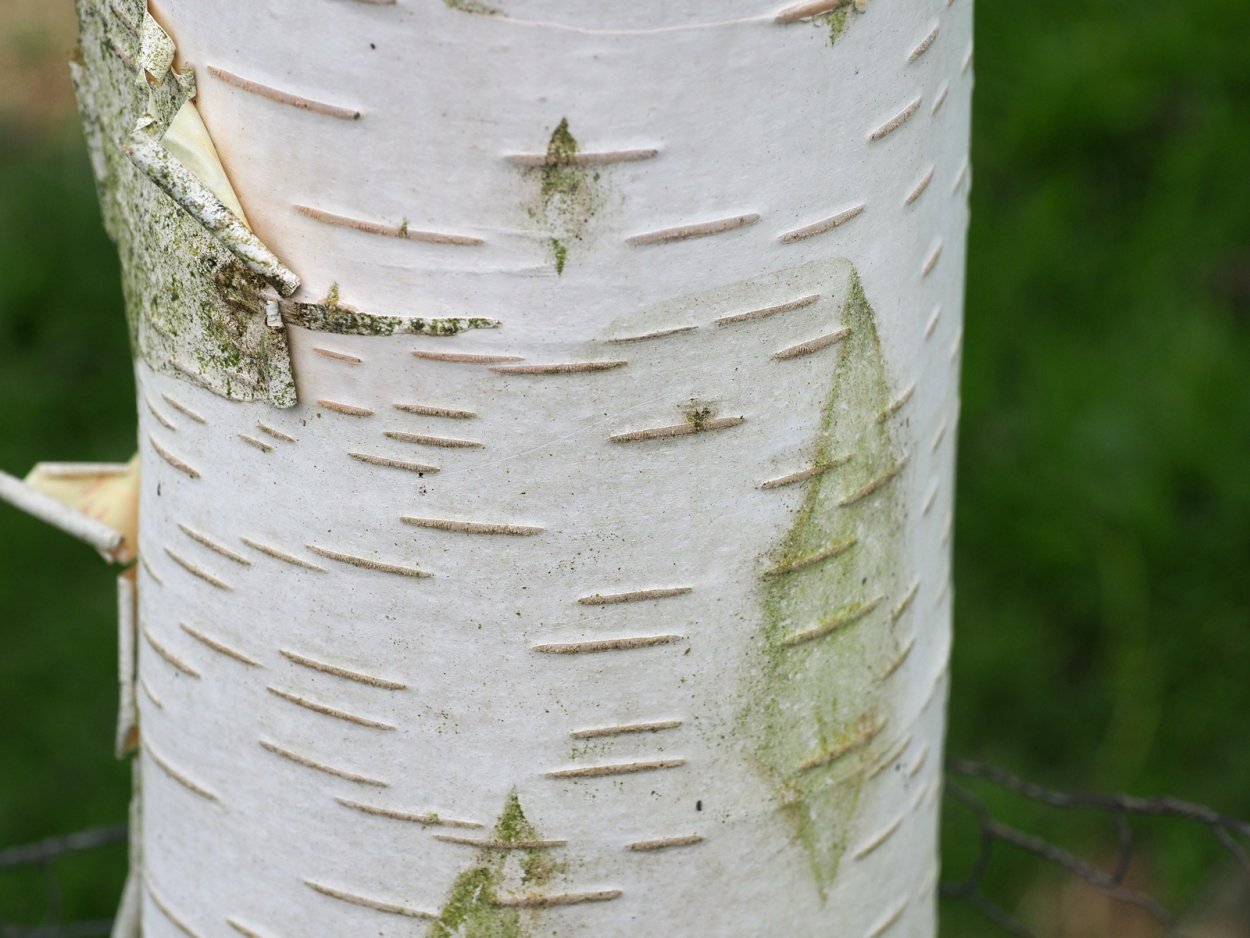 Береза Жакмона (Betula jacquemontii)
