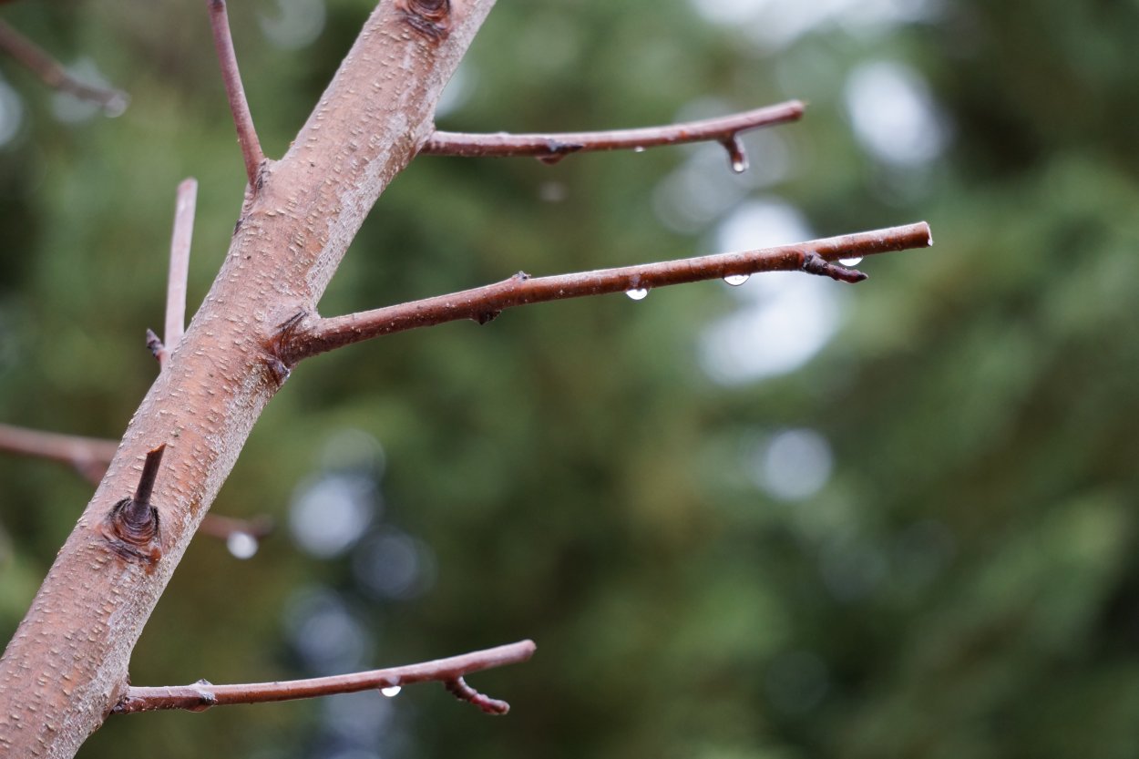 Куколка на ветке дерева