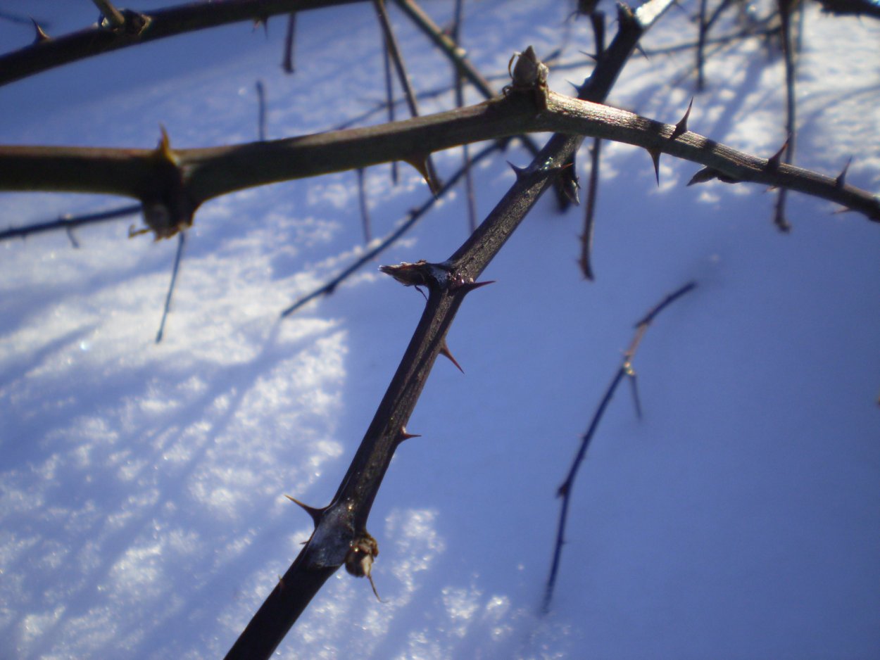 Дерево с шипами на ветках