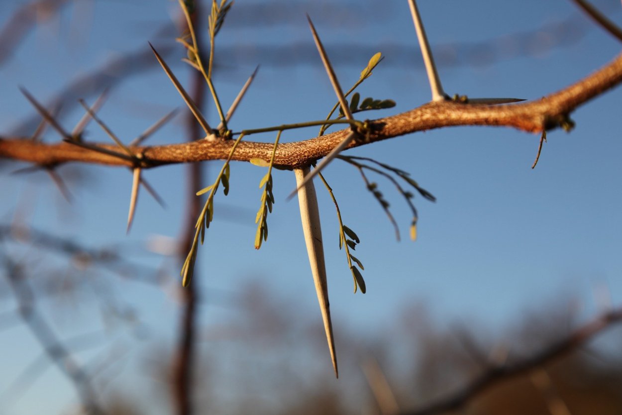 Дерево с колючками на стволе и ветках