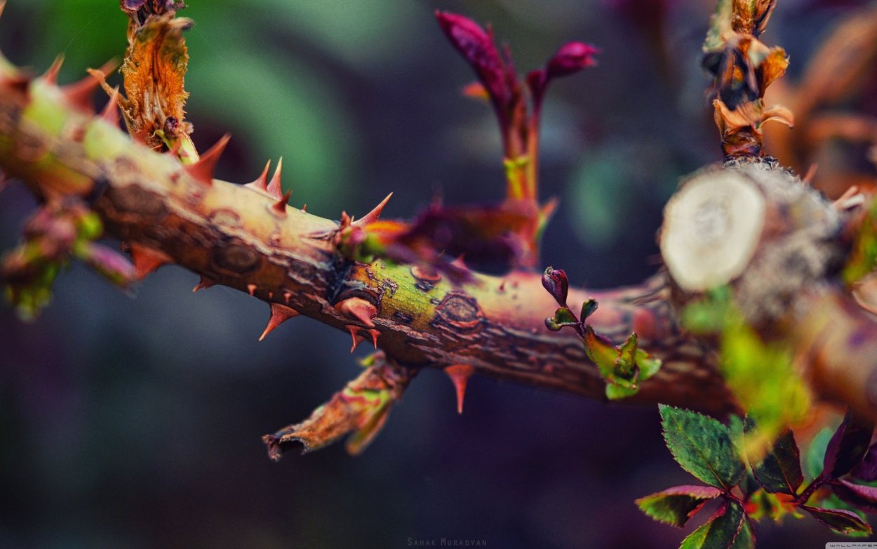 Дерево с шипами на ветках