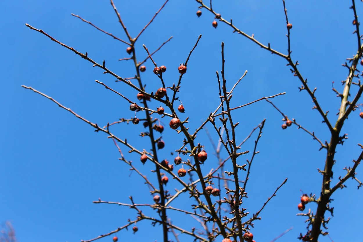 Плодовое дерево с шипами