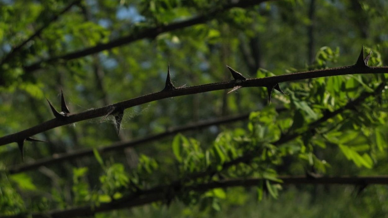 Лиственное дерево с шипами
