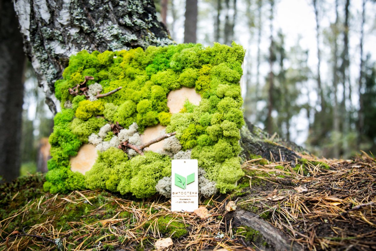 Зевыкинский мох