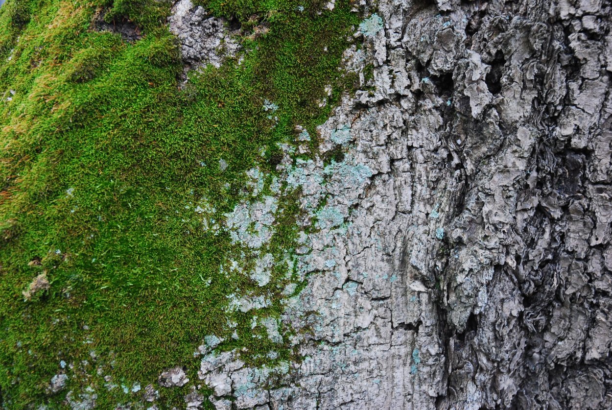 Камень со мхом фактура