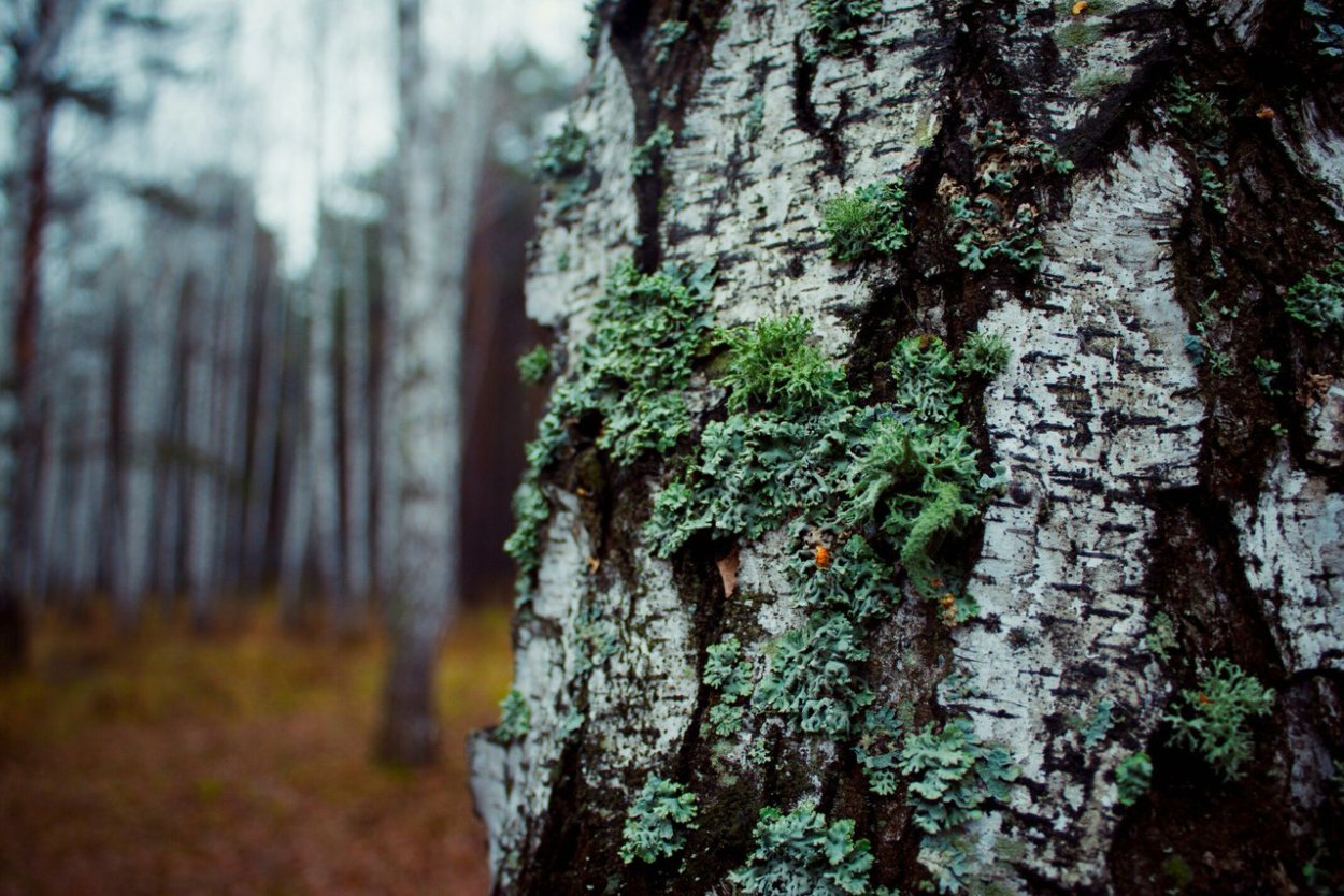 Мох на Березе фото