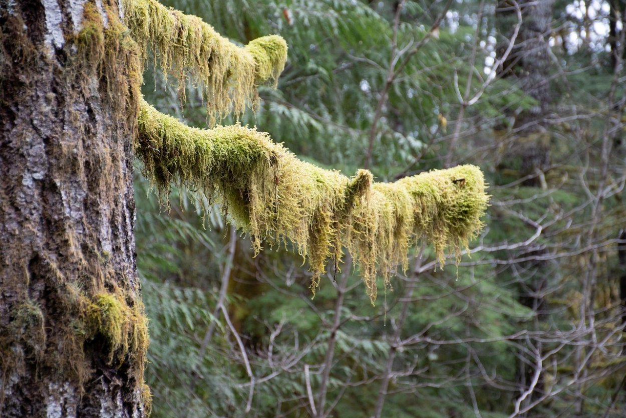 Висячий мох на деревьях