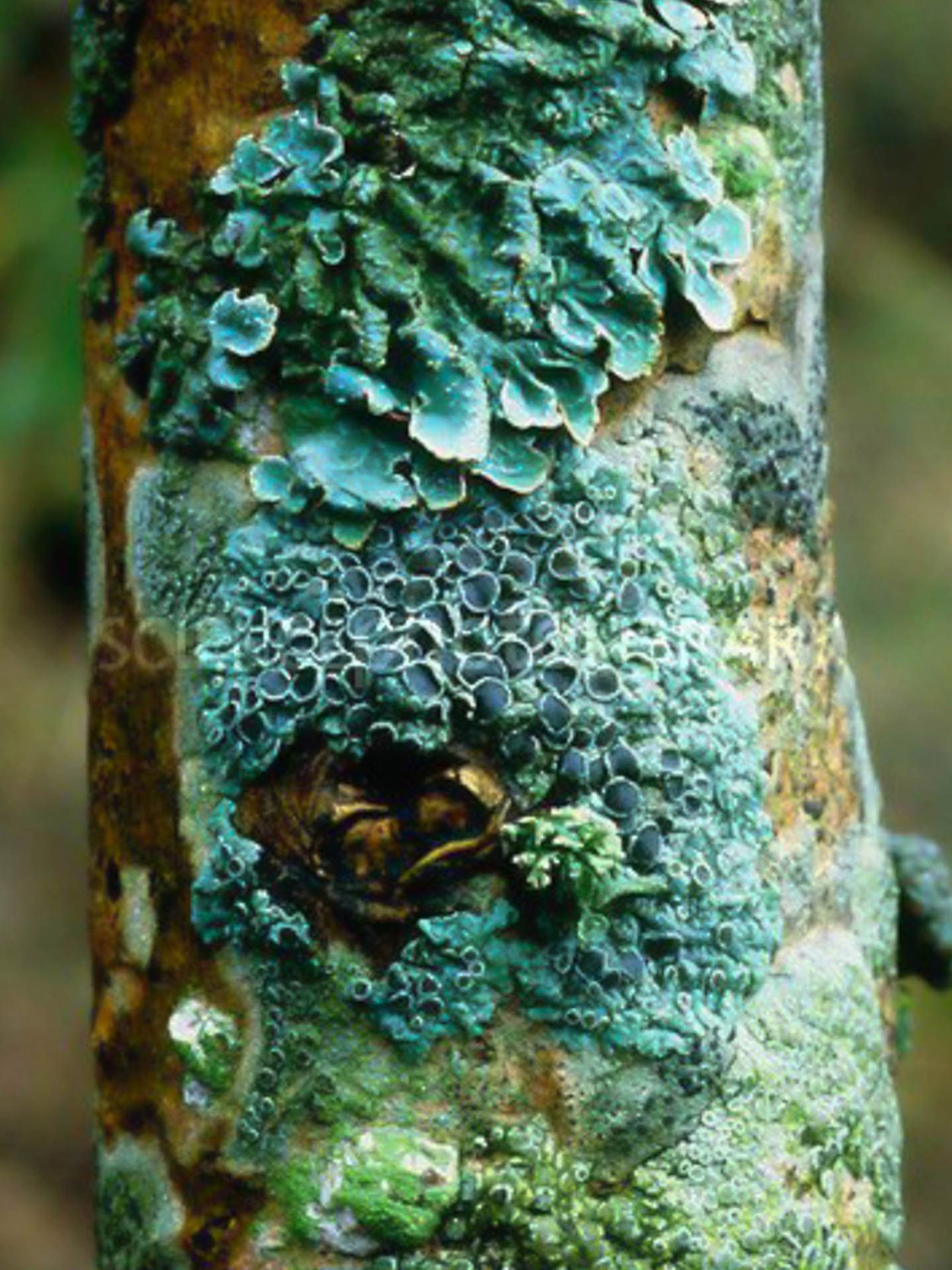 Лишайники накипные симбиоз