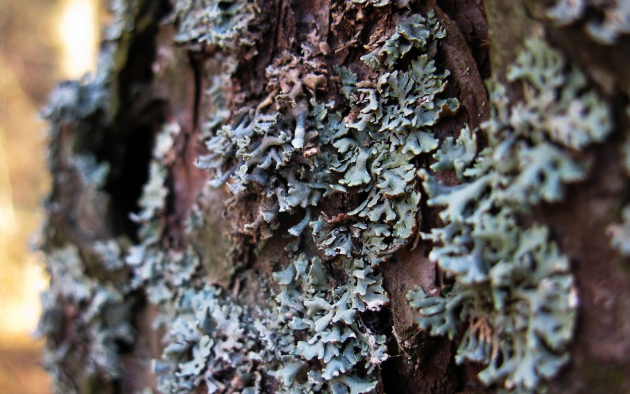 Кладония лишайник на дереве