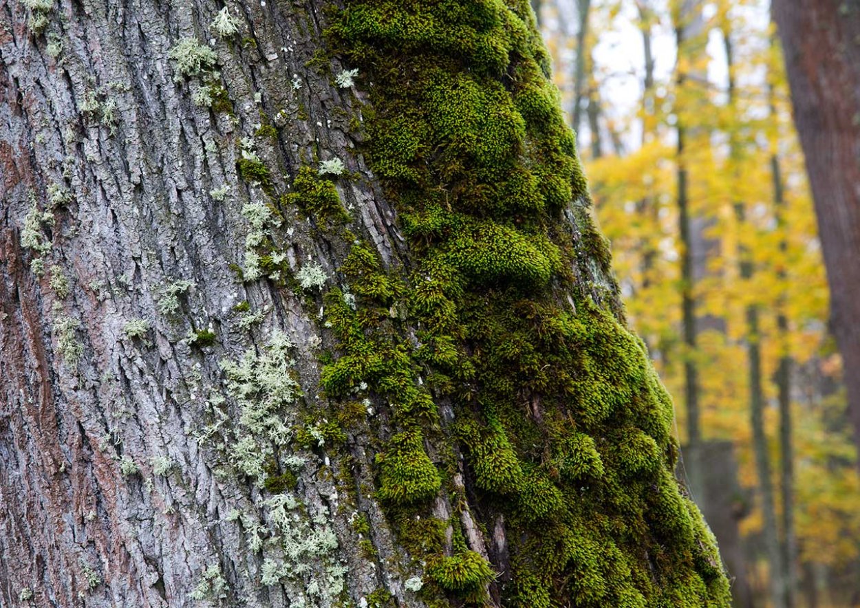 Древесные кустистые лишайники