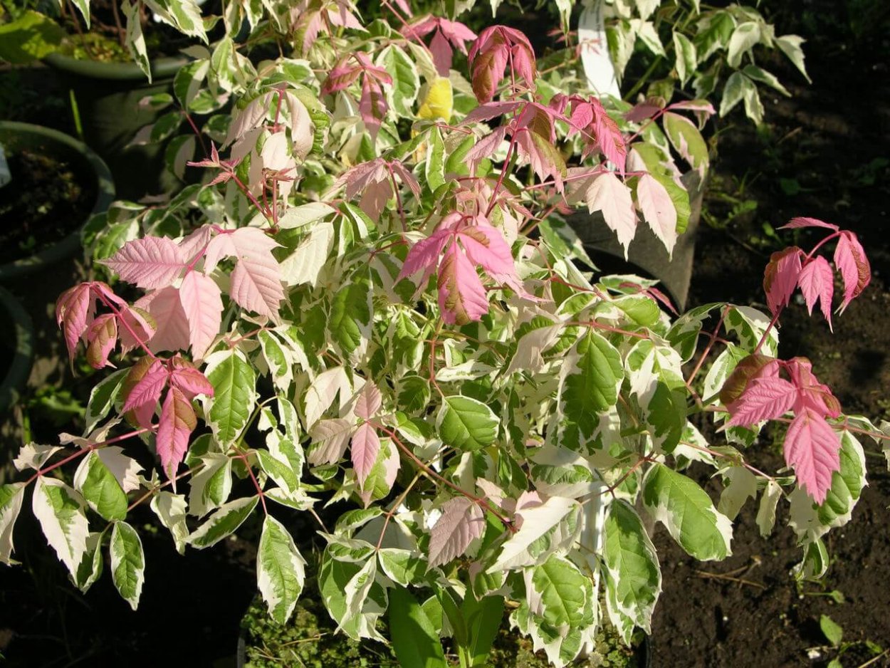 Клен ясенелистный 'Flamingo'