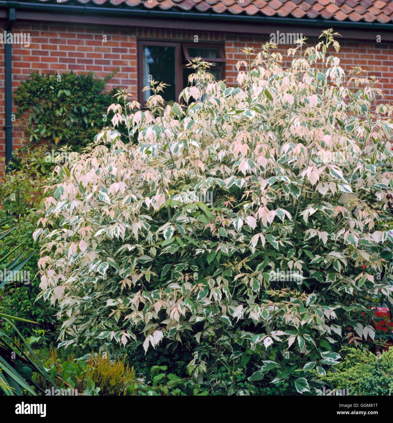 Acer negundo Flamingo клён ясенелистный