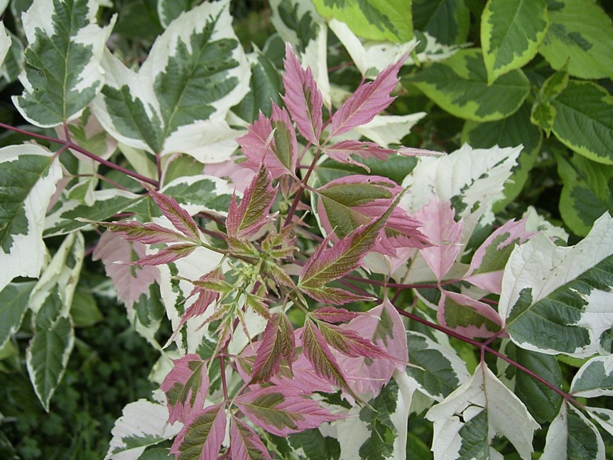 Клен ясенелистный 'Flamingo'