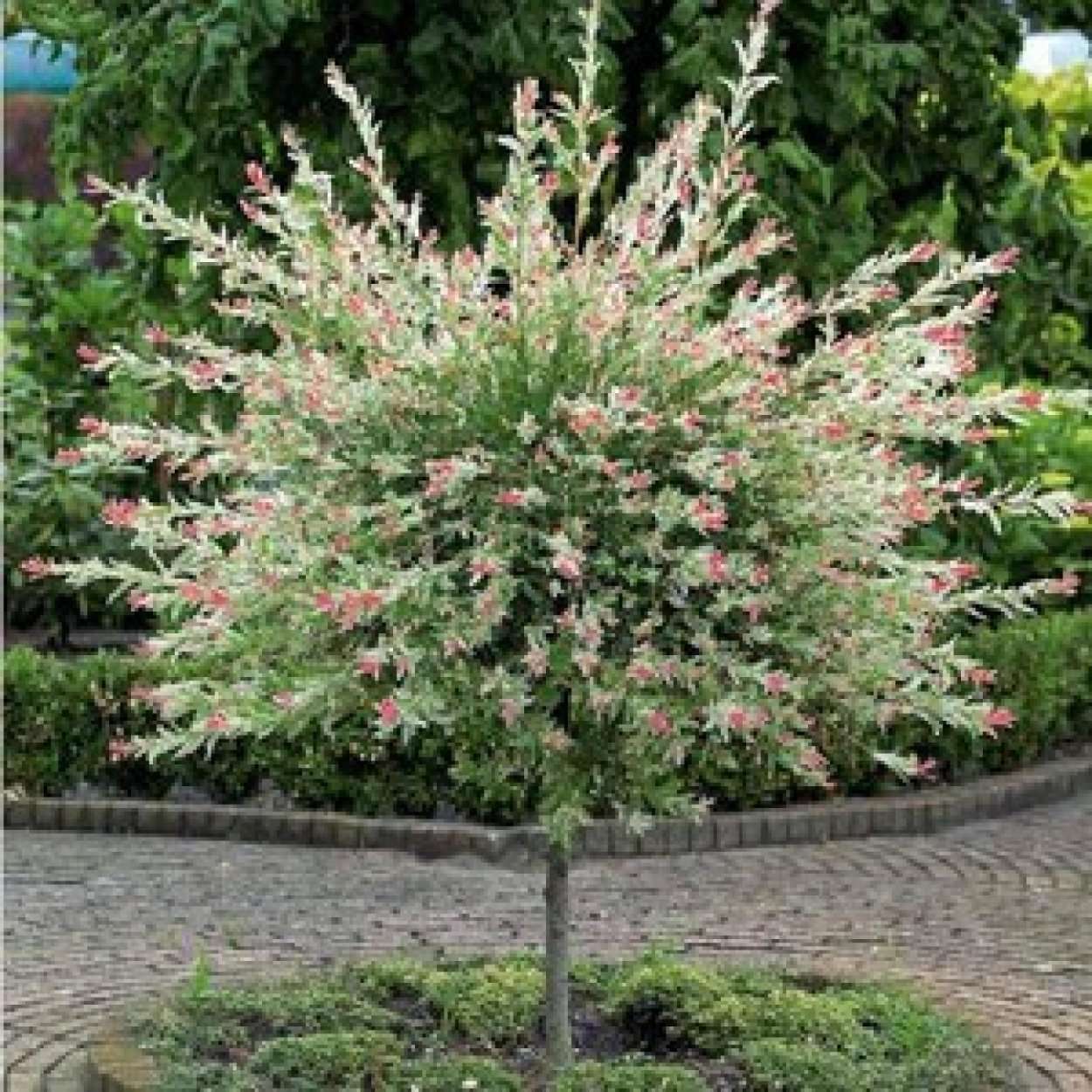 Клен Acer palmatum Atropurpureum