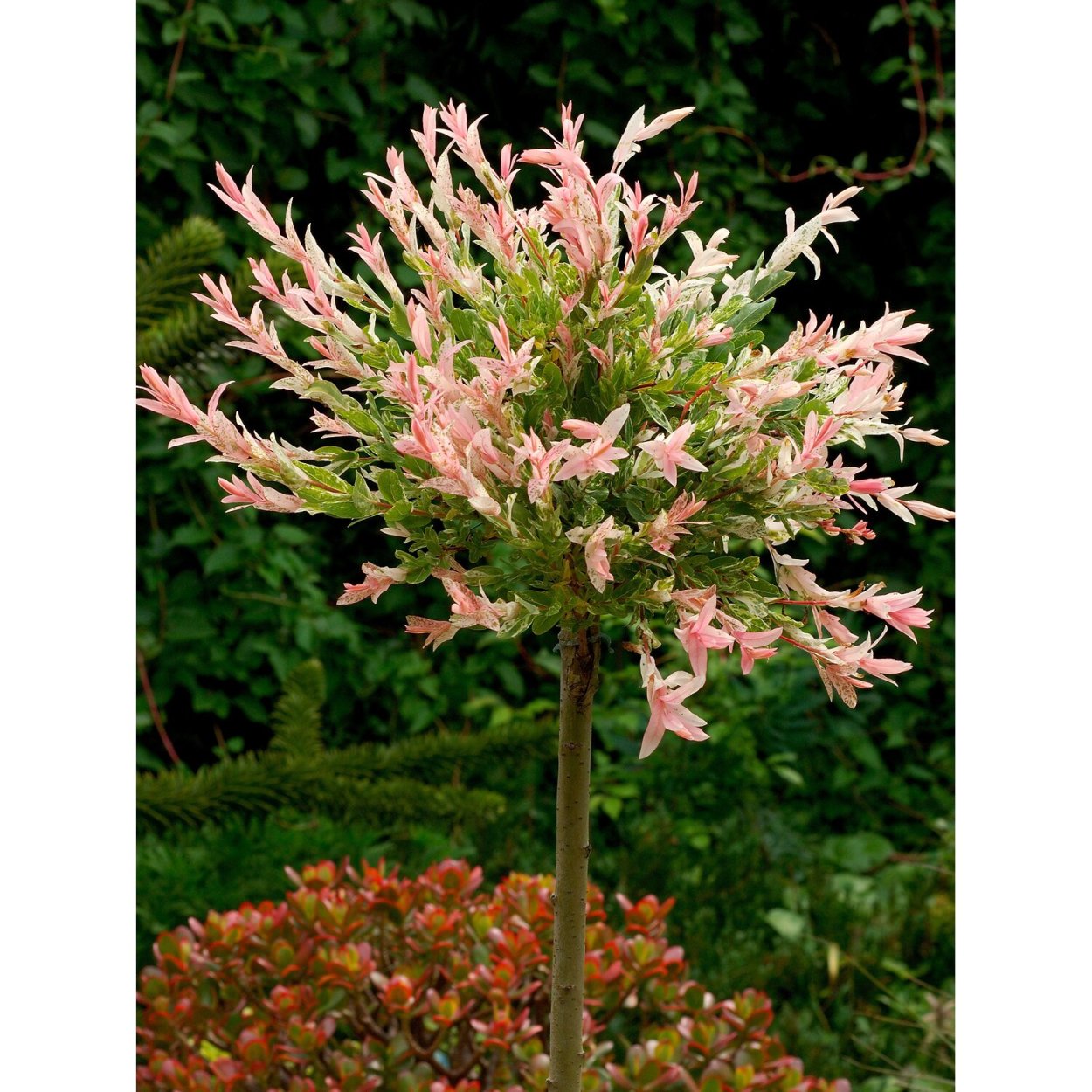 Хакуро нишики