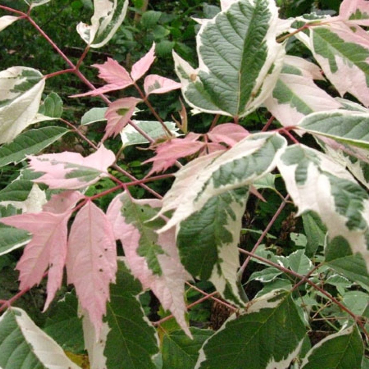 Клен ясенелистный 'Flamingo'