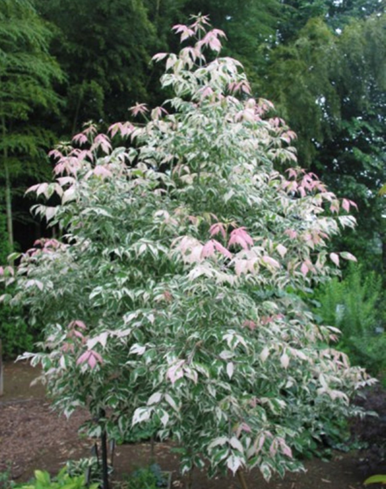 Клен ясенелистный Фламинго