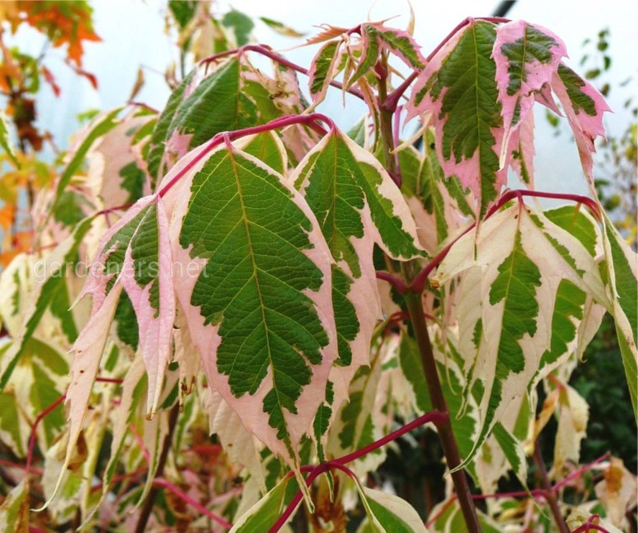 Японская Ива Хакуро нишики