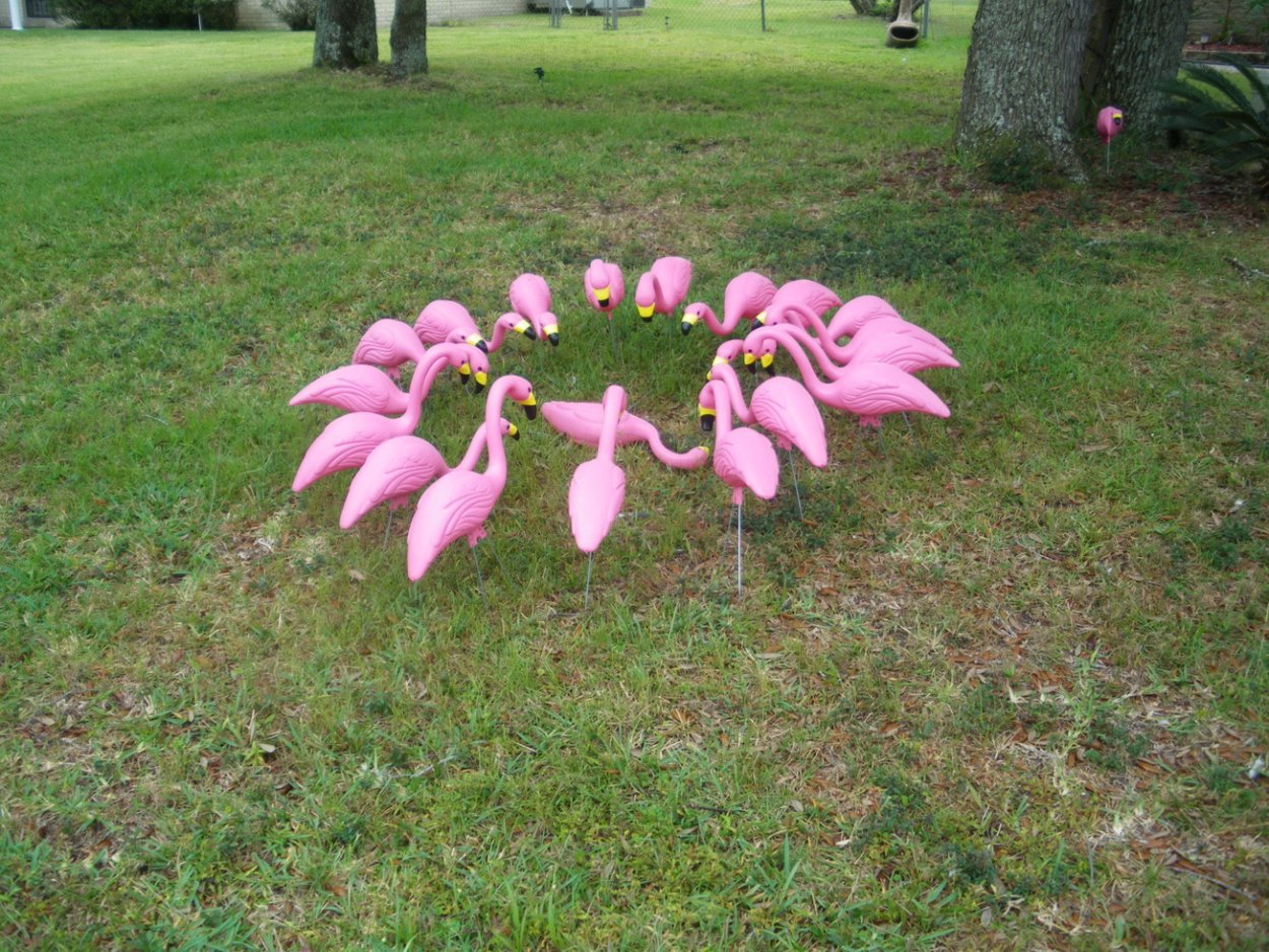Acer palmatum Atropurpureum