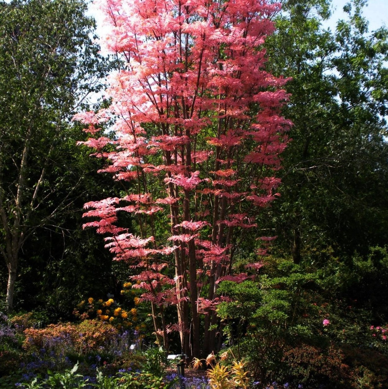 Клен дланевидный Баттерфляй