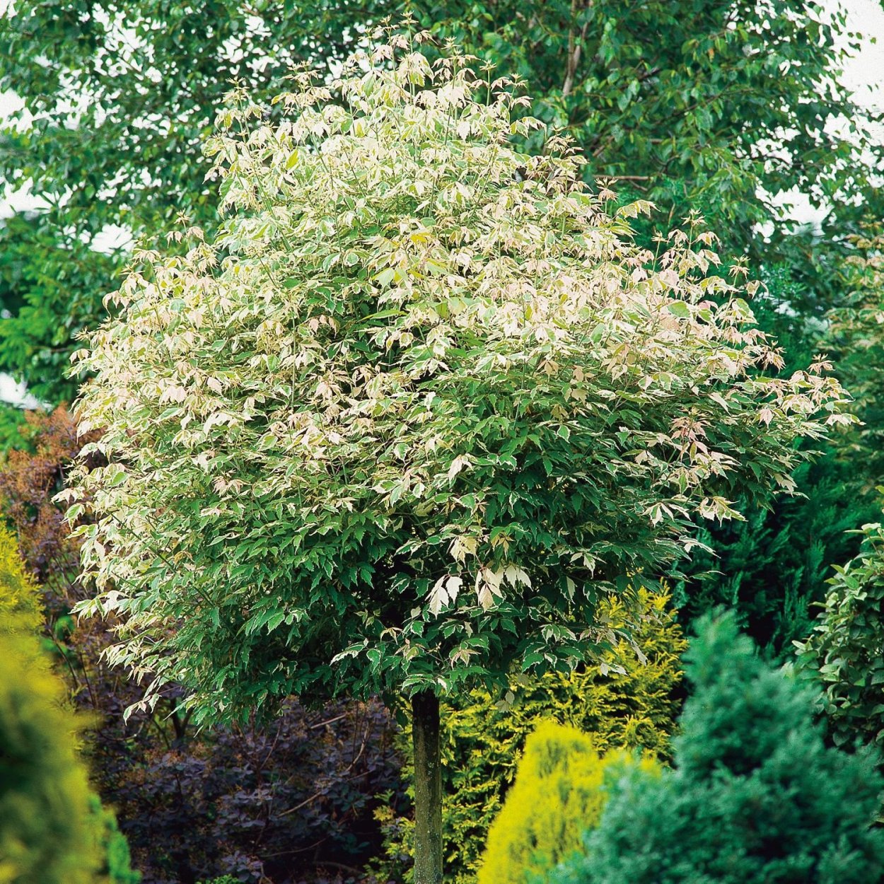 Японский клен Гиннала