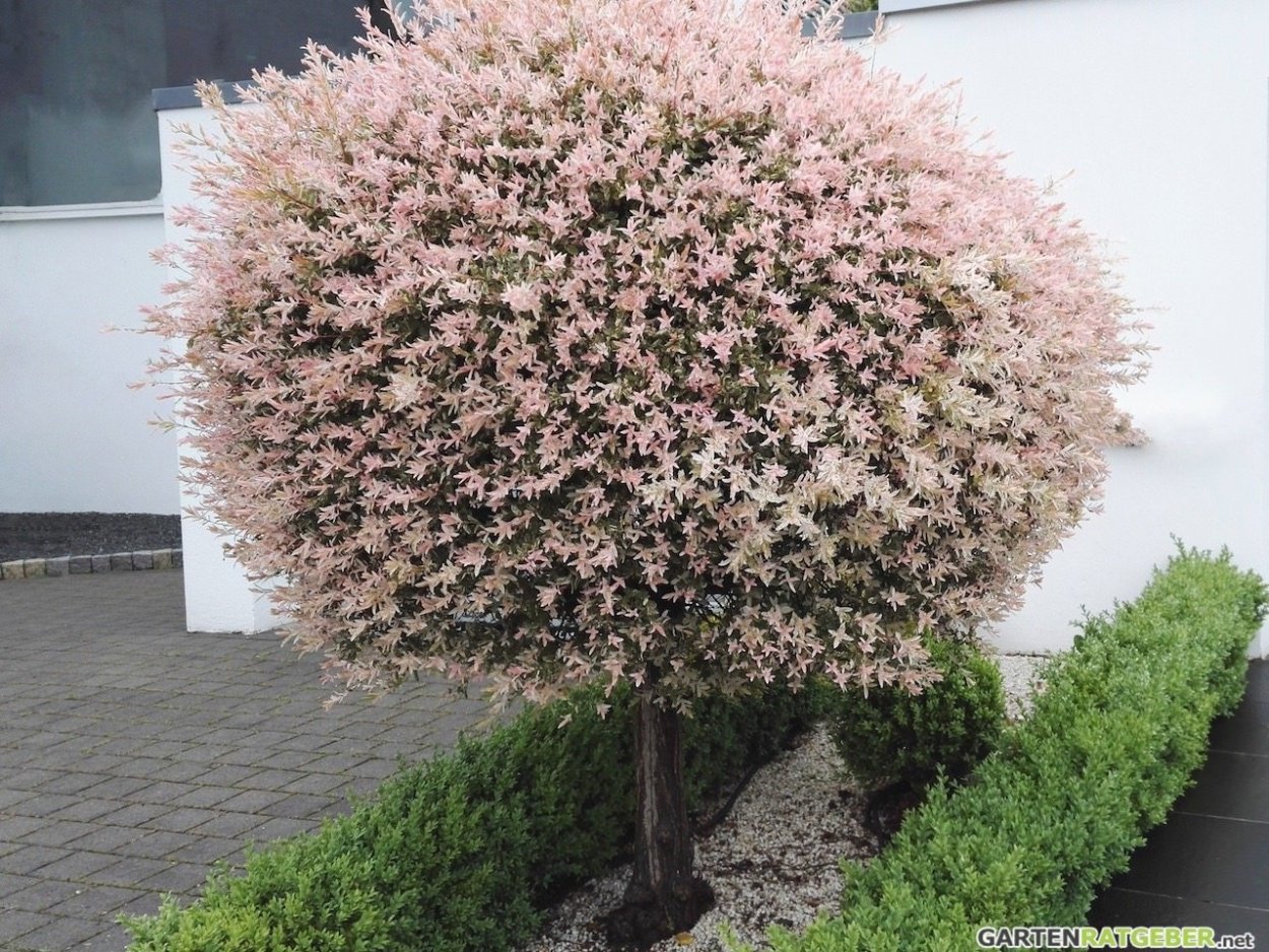 Клен японский краснолистный