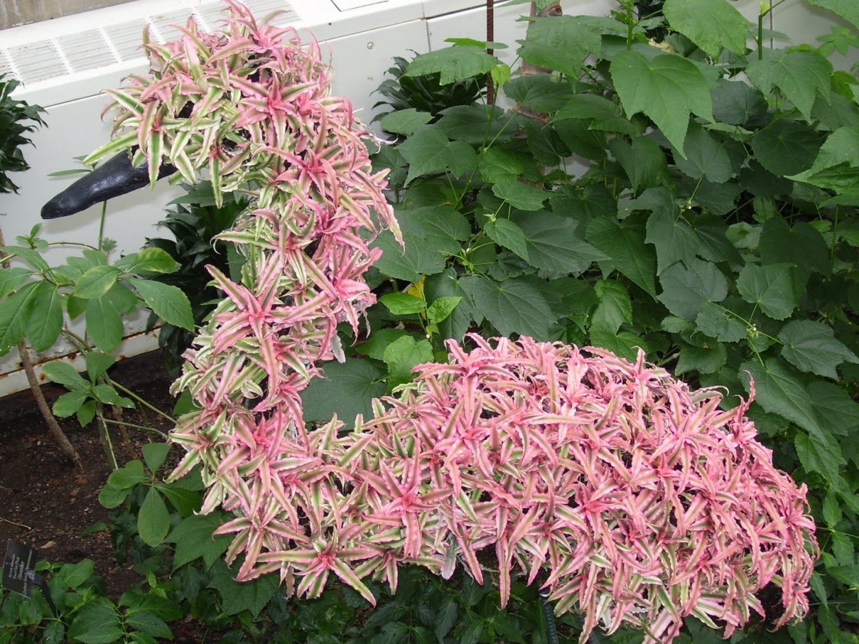 Куст розовый Фламинго