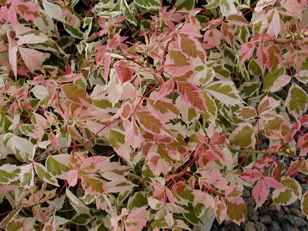 Клен ясеневый Фламинго