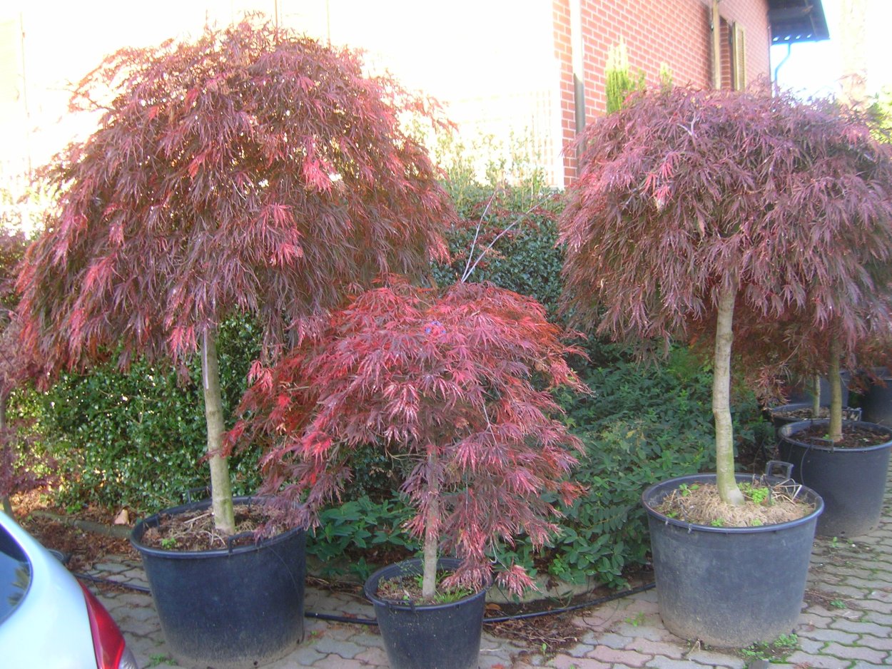 Клен веерный Акацуки