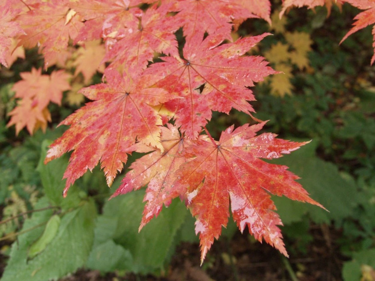 Ива цельнолистная Хакуро-нишики
