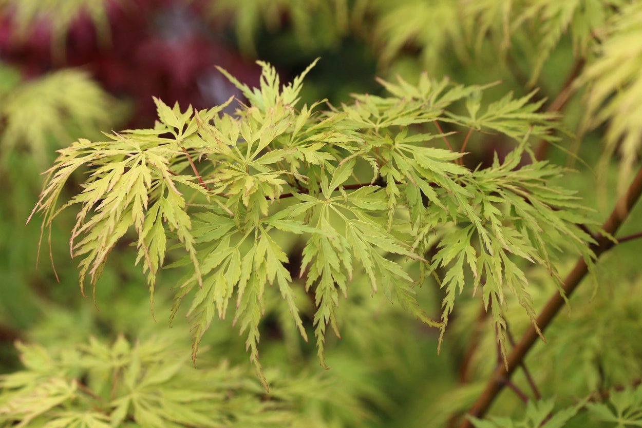 Клен дланевидный palmatum