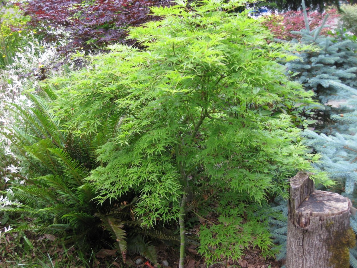 Клен Геншин