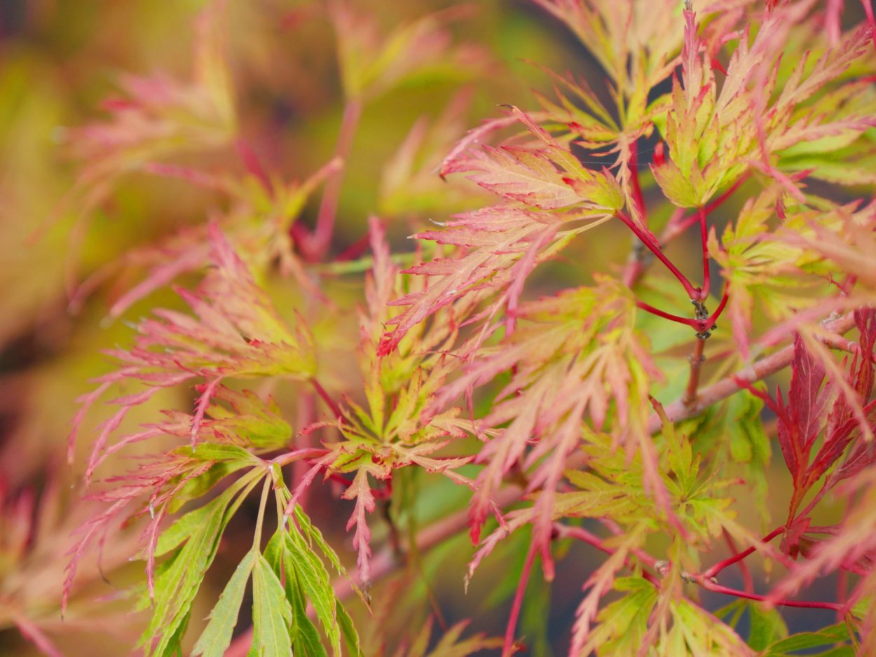 Клен palmatum Seiryu