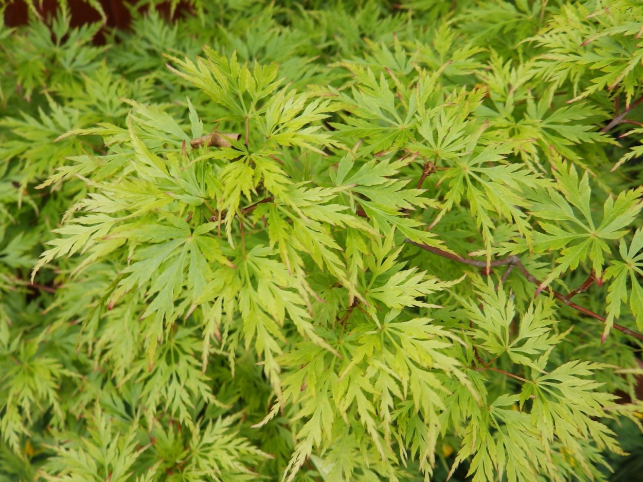 Клен веерный Катсура