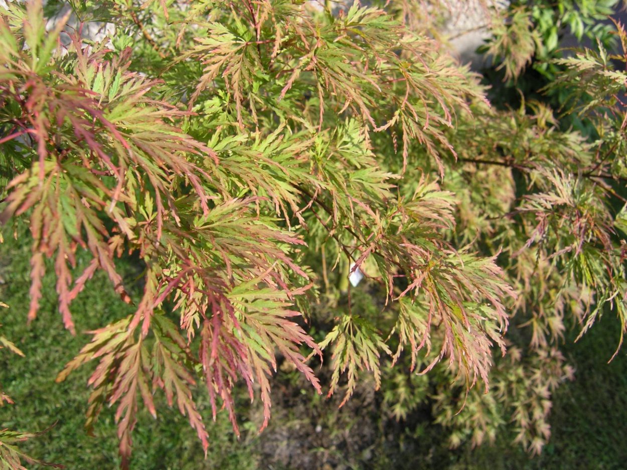 Клен palmatum Seiryu