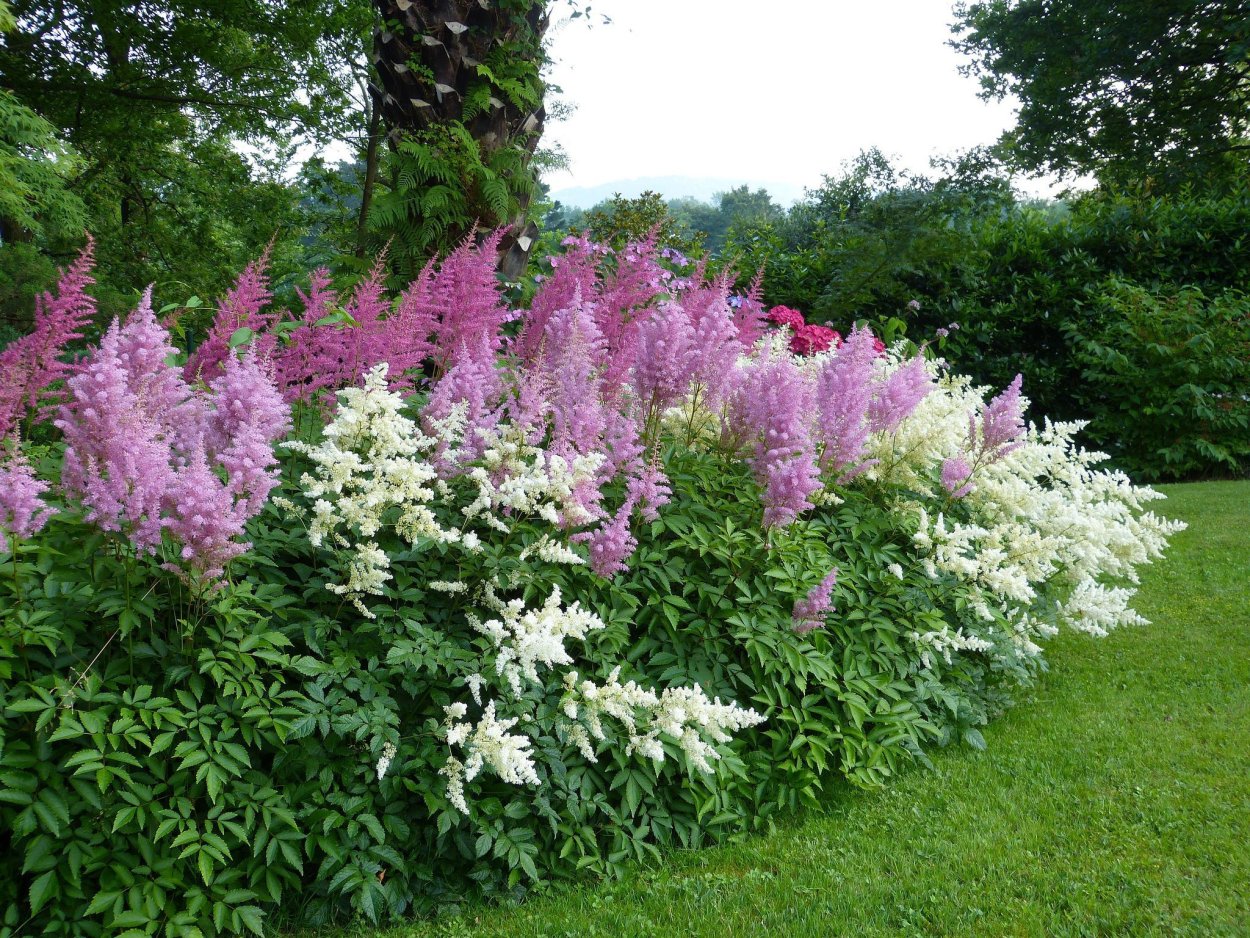 Сад Эдвины Фран