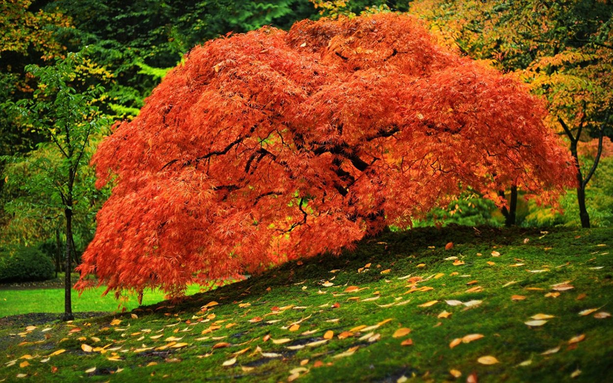 Клен Acer palmatum Bloodgood