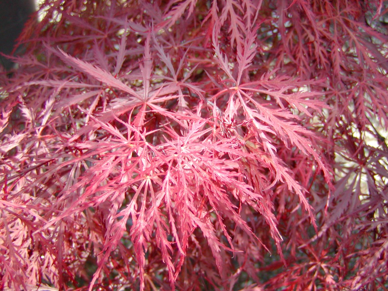 Клен японский фиолетовый призрак